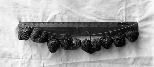 Cove, Strawberries