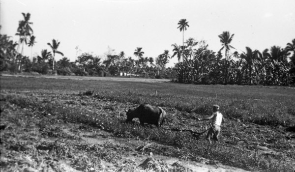 Leyte, Carabao Plowing