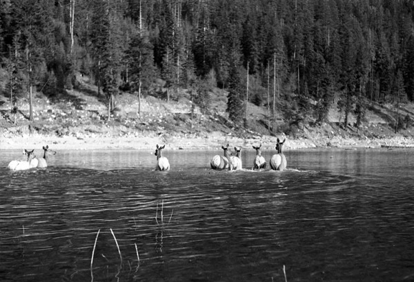 Wallowa Lake, Elk 3