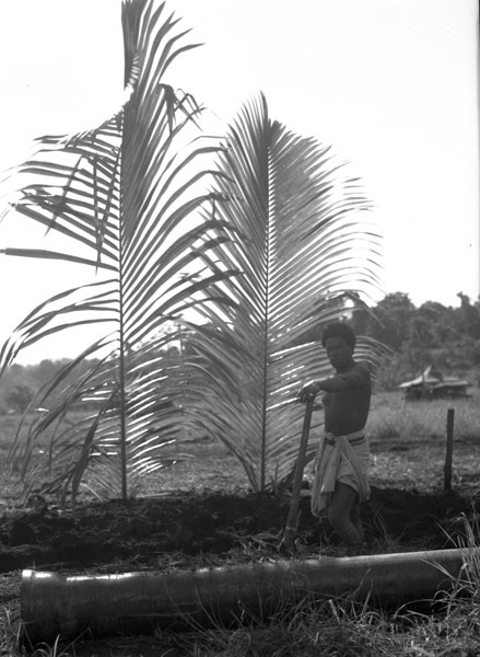 Dobodura Natives Digging
