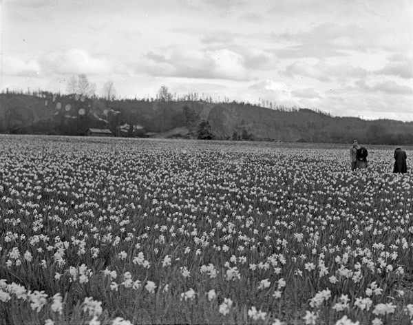 Farm, Daffodils 4