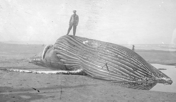 North Beach, Beached Whale 2