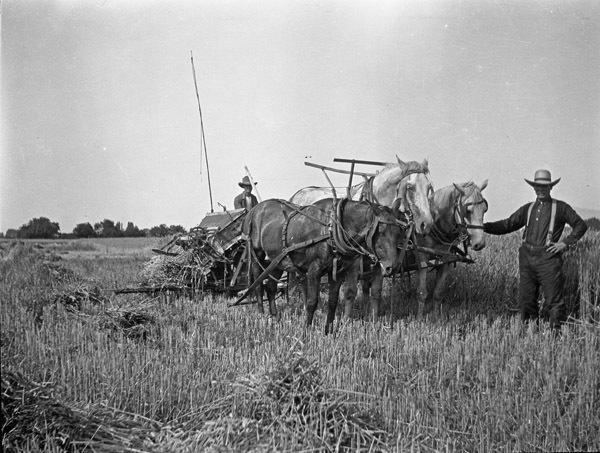 Farm, Binder Operation 3