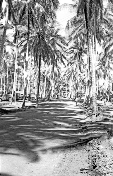 Dobodura Camp 3