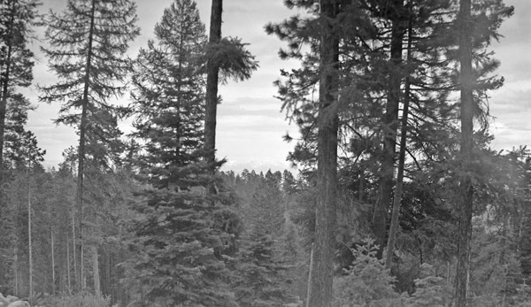 Oregon, Trees 6