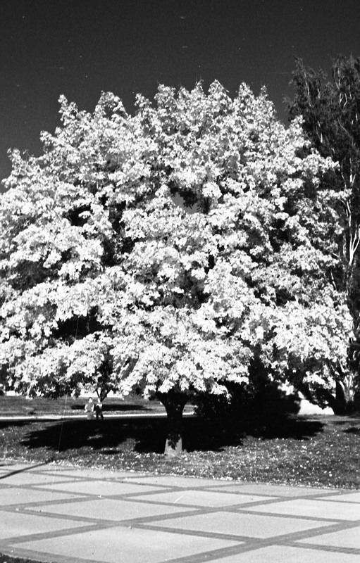 1977 Campus Tree 6