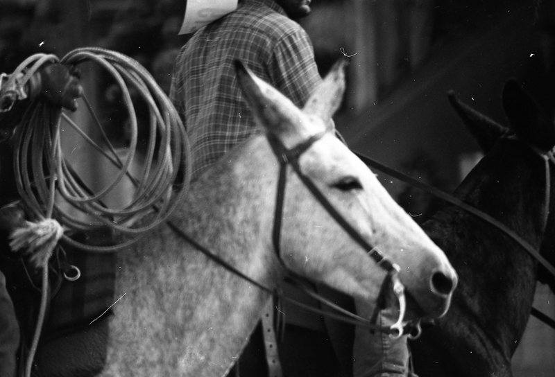 1981 Mule Rodeo, Roping Pairs 04