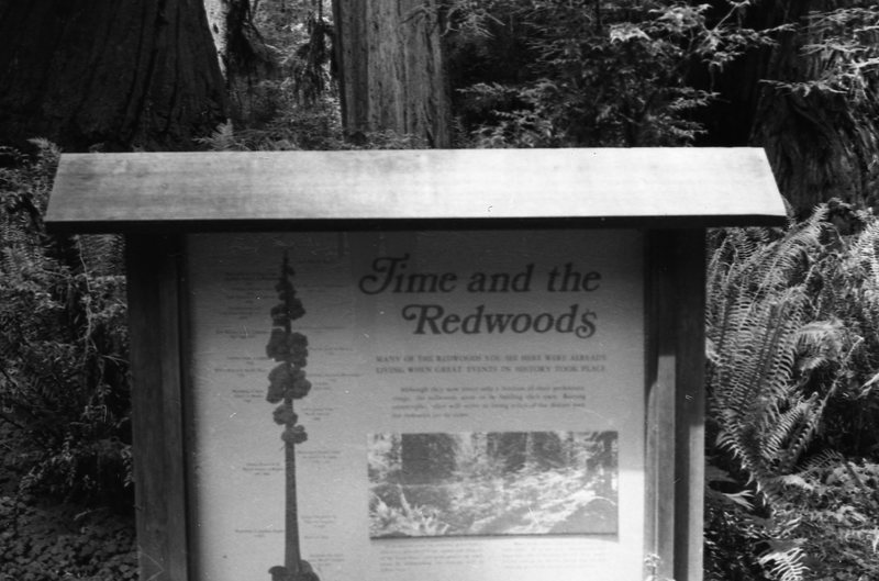 1980 Redwoods 07