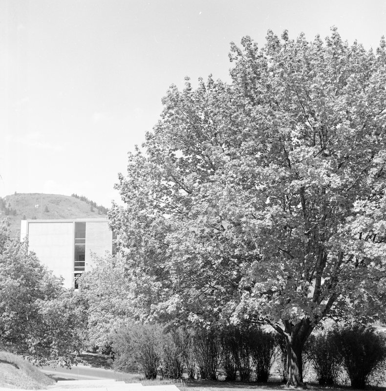 1968 Campus Trees 01