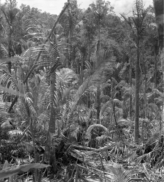 Dobodura Jungle 2