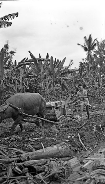 Leyte, Mud Sled