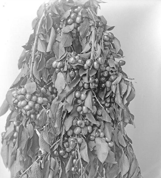 Cove, Cherry Fair Cherries 2