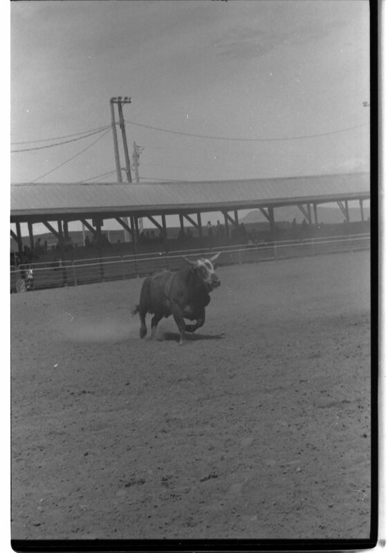 1989 Rodeo, Bull Riding 01