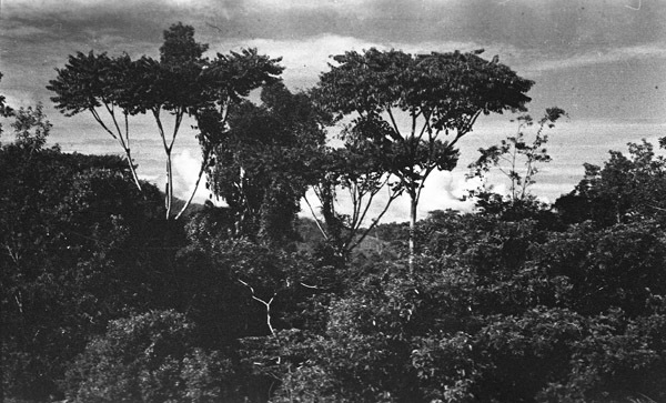 Dobodura Jungle 4