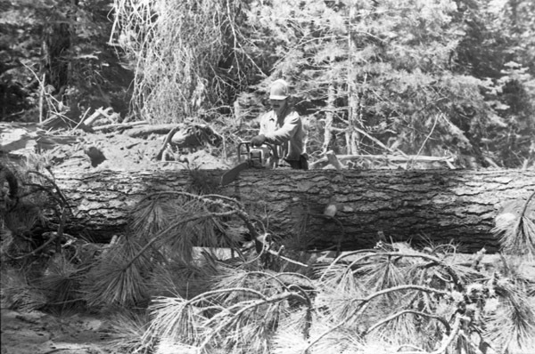 California, Sierras Logger 2