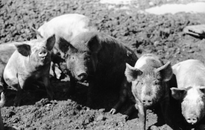 1978 Livestock, Cattle & Pigs 07