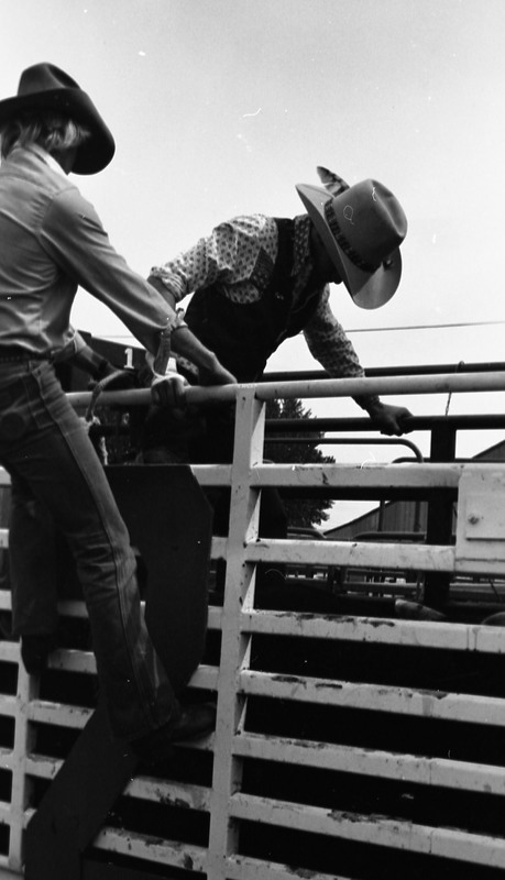 1981 Rodeo, Cowboys in Chute 17