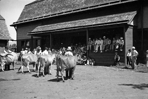 Union, 4H Stock Judging 5