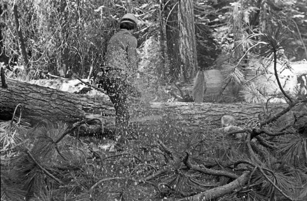 California, Sierras Logger 5