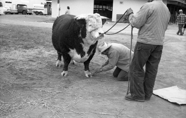 California, Stock Show 9