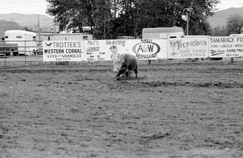 1983 Springfest, Rodeo, Cow Milking 02