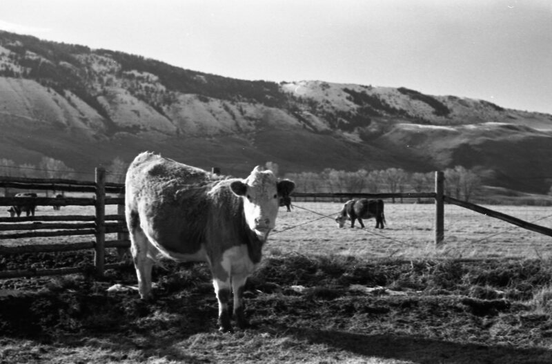 1978 OSU Union Experimental Field Station, Livestock 09<br /><br />
<br /><br />
