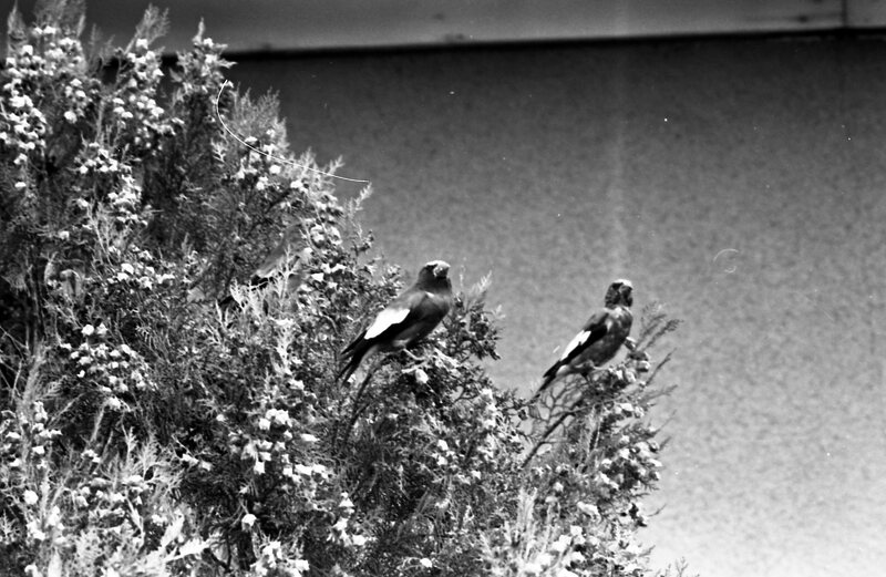 1977 Birds, Migratory 04