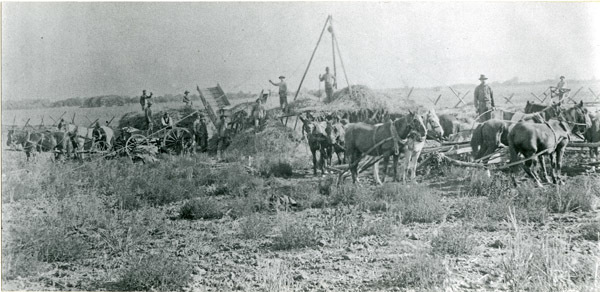 GRV, Threshing Operation 8