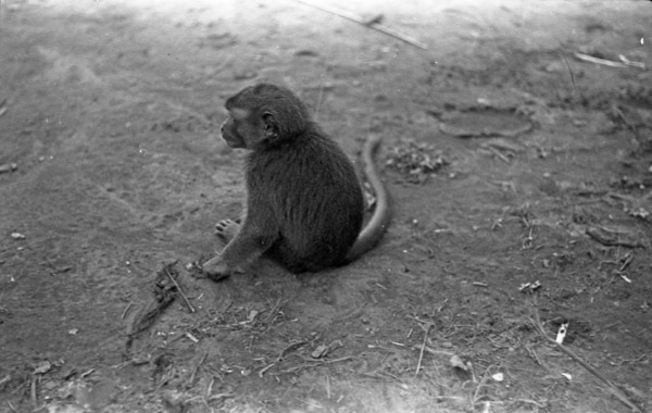 A monkey, named Jocko, sitting on the ground, with their back turned, staring to the left of the camera angle.