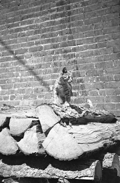 Reuter, Kitten 4