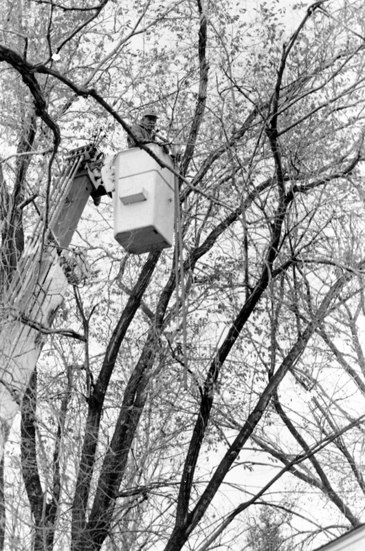 1988 Employee, Tree Trimming 06
