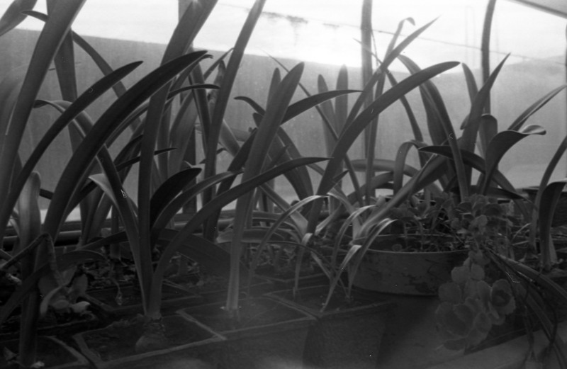 1976 Plants in Greenhouse 01