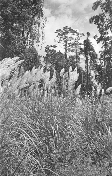 Kunai Grass 2