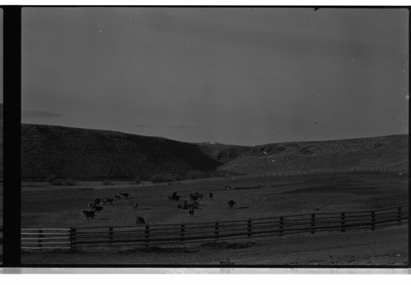 1989 Livestock, Cattle 04