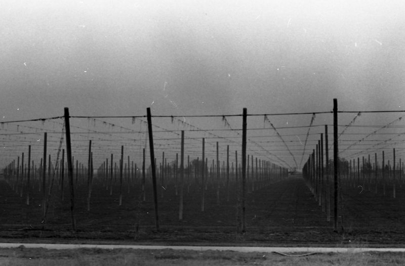 1980 Agriculture, Hops Field 02