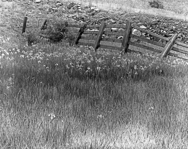 Ladd Canyon, Fence &amp; Flowers 1