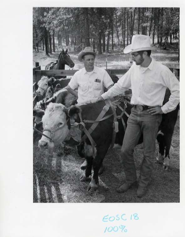 80's Livestock, Cattle