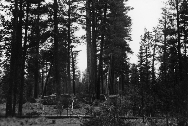 Oregon, Trees 4