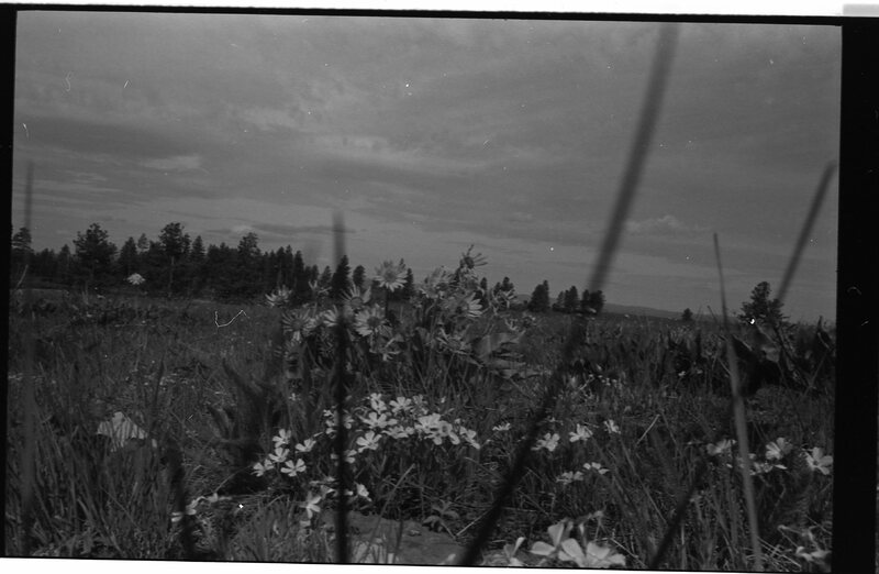 1989 Flowers 02