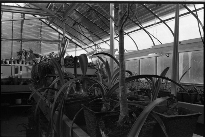 1976 Plants in Greenhouse 02