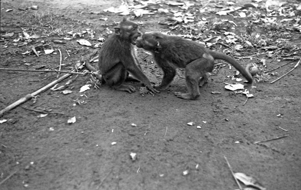 A monkey, named Jocko, sitting on the ground facing another monkey.  They are face to face and examining one another.
