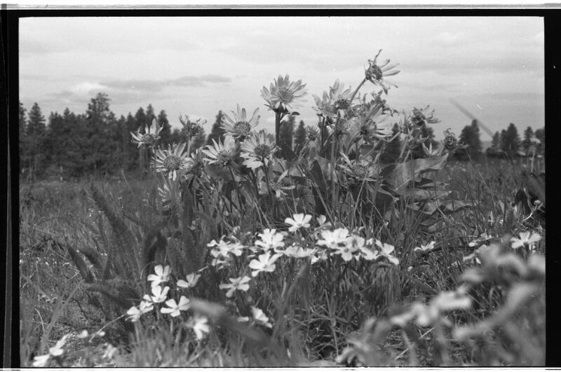 1989 Flowers 01