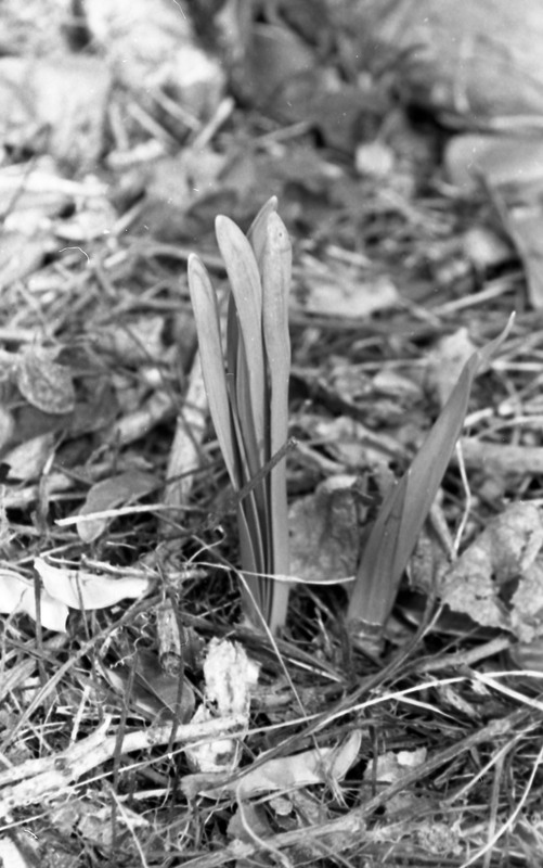 1985 Daffodils 04