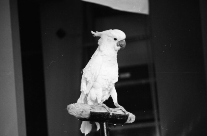 1985 Ackerman Elementary School, Safari 17