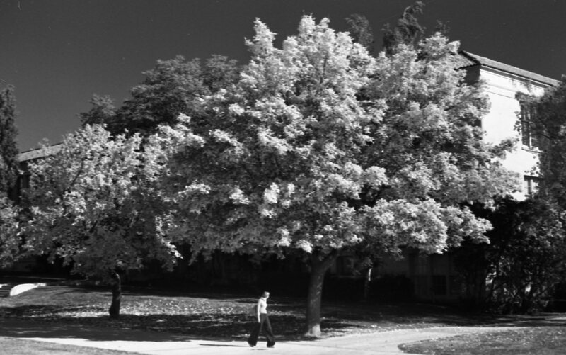 1977 Campus in Autumn 02