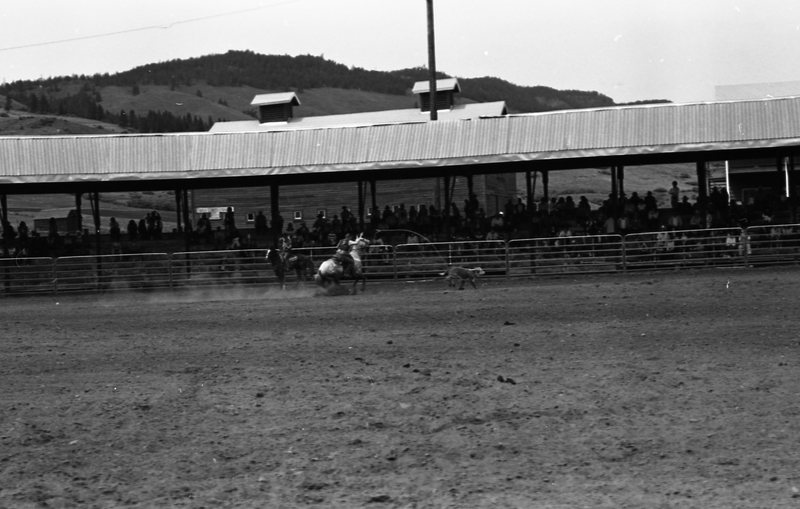 1981 Rodeo, Calf Roping 09