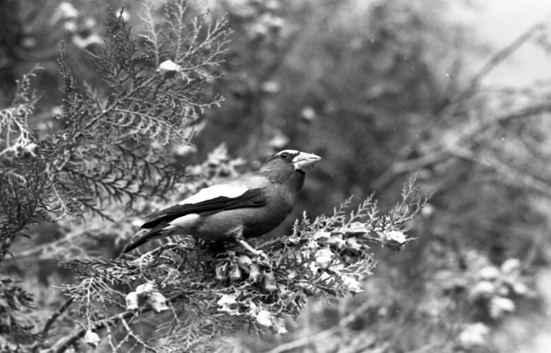 1977 Birds, Migratory 11