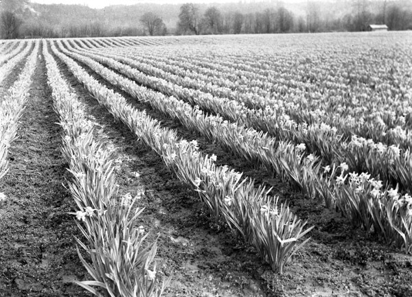 Farm, Daffodils 6