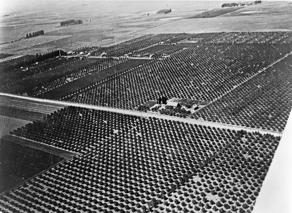 Imbler, Apple Orchards