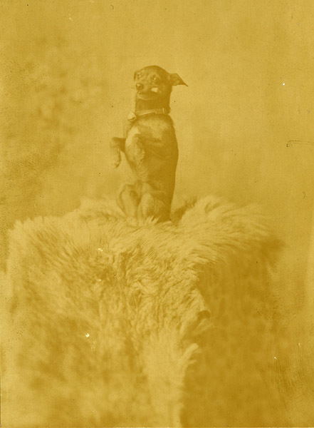 Portrait - Schoonover Dog